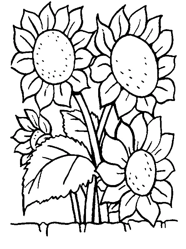 Summer sunflowers coloring book